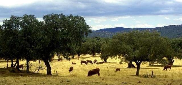 Cows at the El Chaparral estate (I)