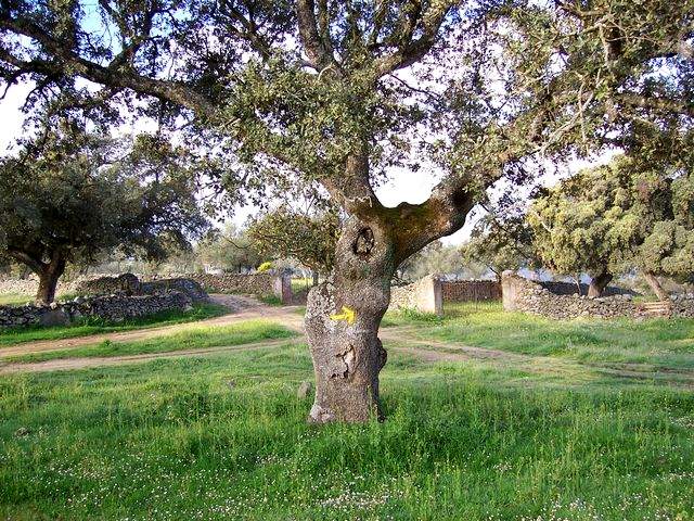 An arrow in a cork-oak (I)