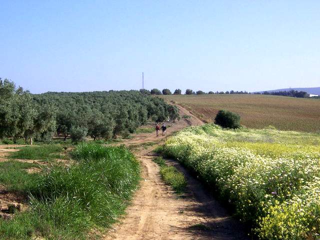 Olive grove after Guillena