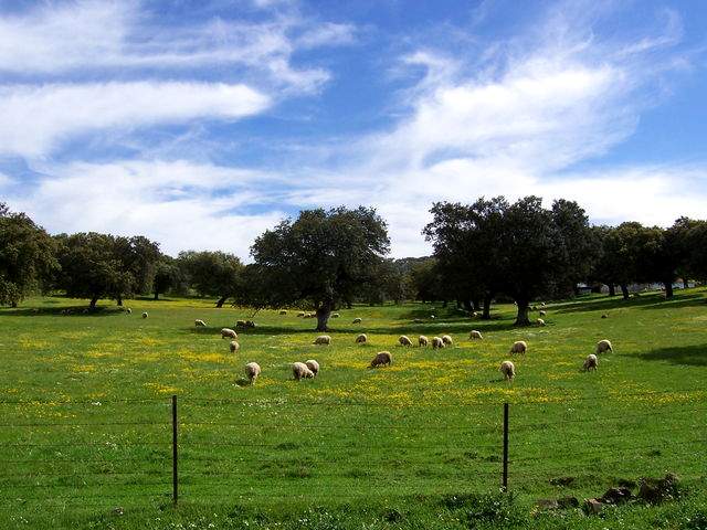 A flock of sheeps in the pastures