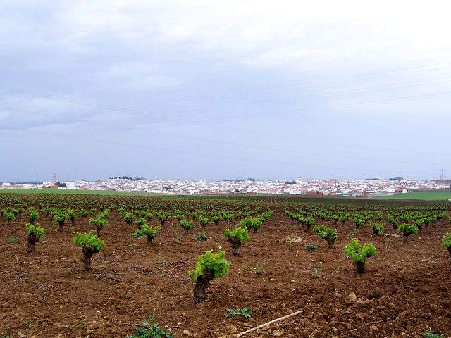 On the way to Villafranca de los Barros