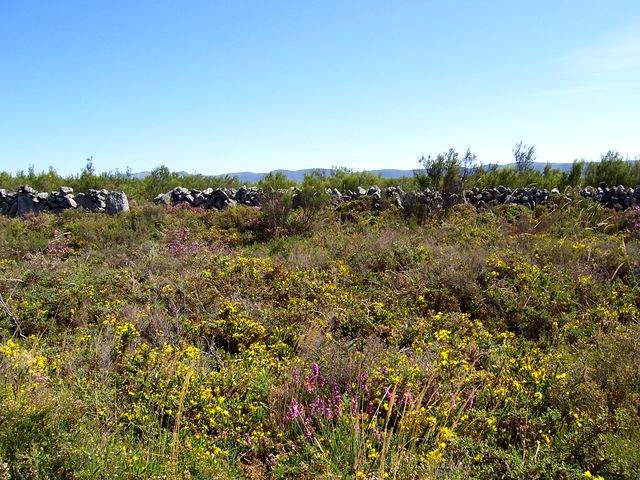 Heather and gorse after Alberguer�a