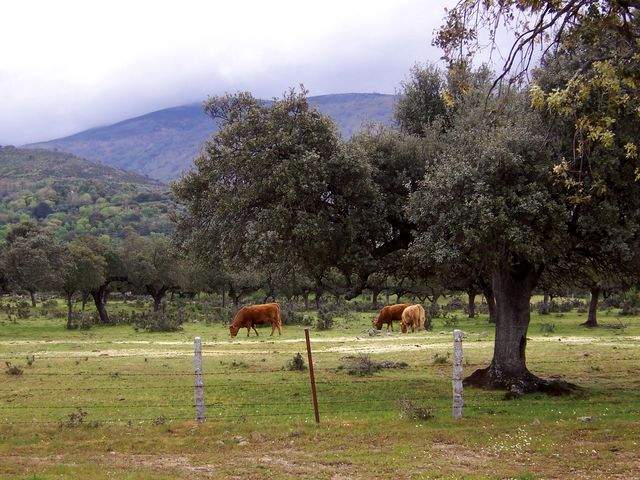 Cows and holm-oaks
