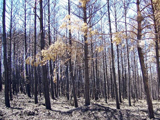 Burnt pine grove after Porto Camba