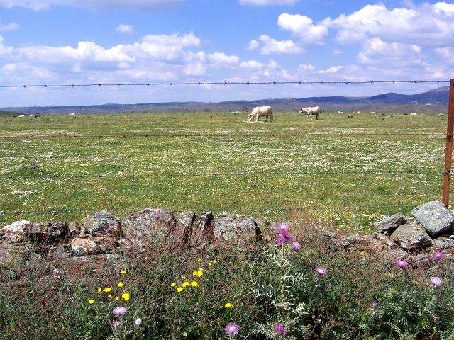 Cows in the pathway to Ca�averal