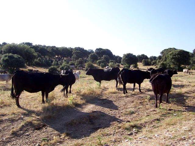 Cows after Morille