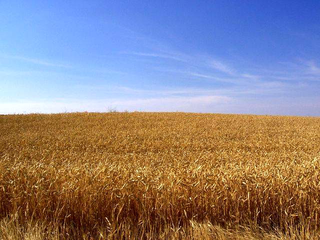 Wheat fields near Riego del Camino