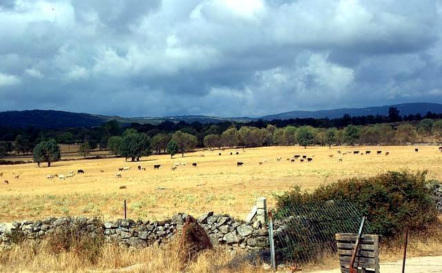 Cows near Valdelacasa