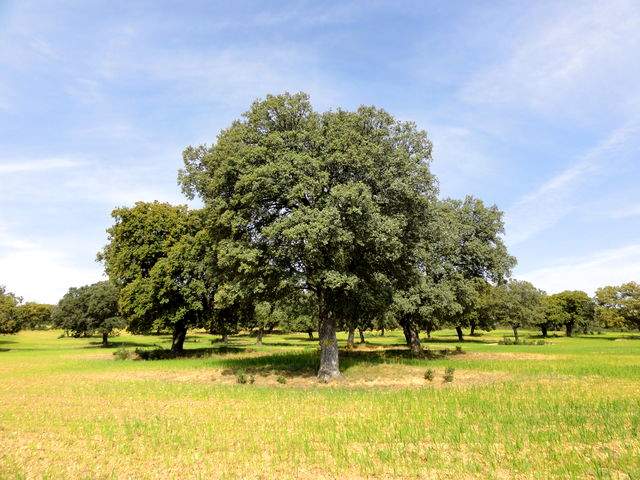 Dehesa in Valdelarosa estate